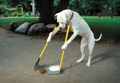 dog-poop-scoop.jpg